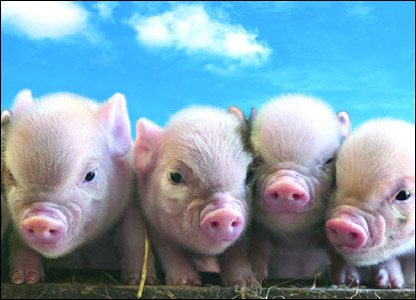 mini-pigs.jpg