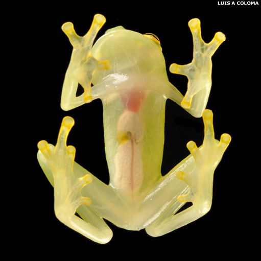 glass frogs. nicknamed the glass frog.