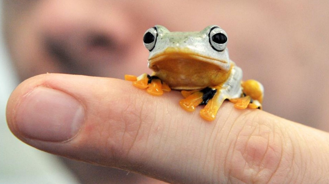 Resultat d'imatges de smallest frog in the world